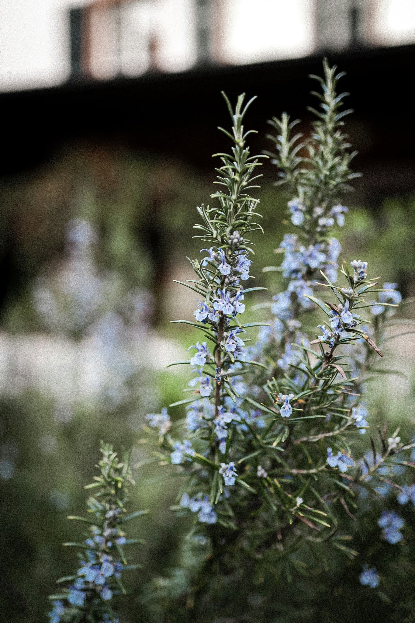 Inside No. 02: Rosemary, Ginger, and Marine Algae