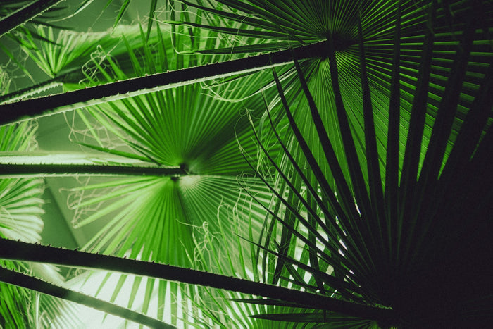 Saw palmetto and DHT — what the evidence actually shows